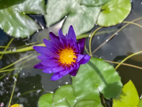 Sự đa dạng trò chơi